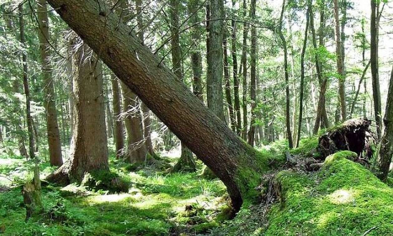 Ευρυτανία: Τραγικός θάνατος για 65χρονο - Τον καταπλάκωσε κορμός δέντρου