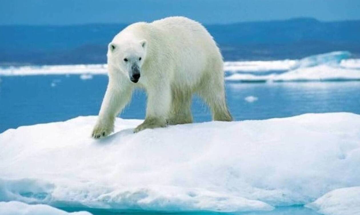 Γαλλία: Οι πολικές αρκούδες κινδυνεύουν να εξαφανιστούν μέχρι το τέλος του αιώνα