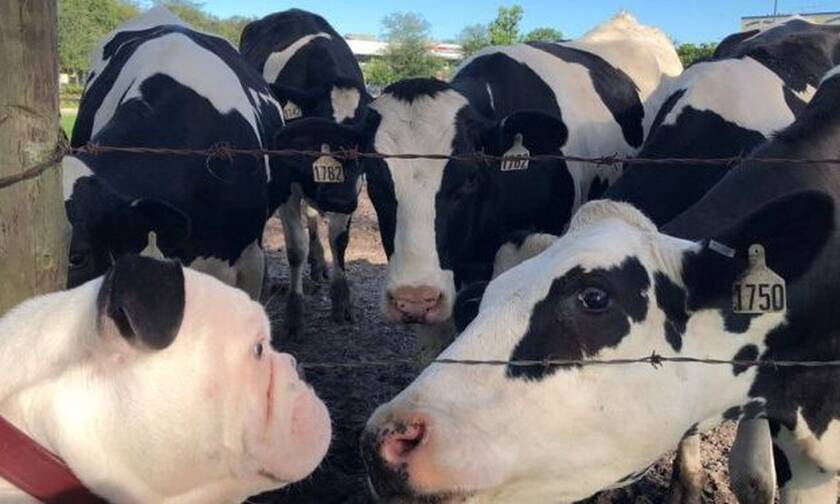 Βίντεο: Μπουλντόγκ συναντά αγελάδα και η συνέχεια είναι απλά… υπέροχη!