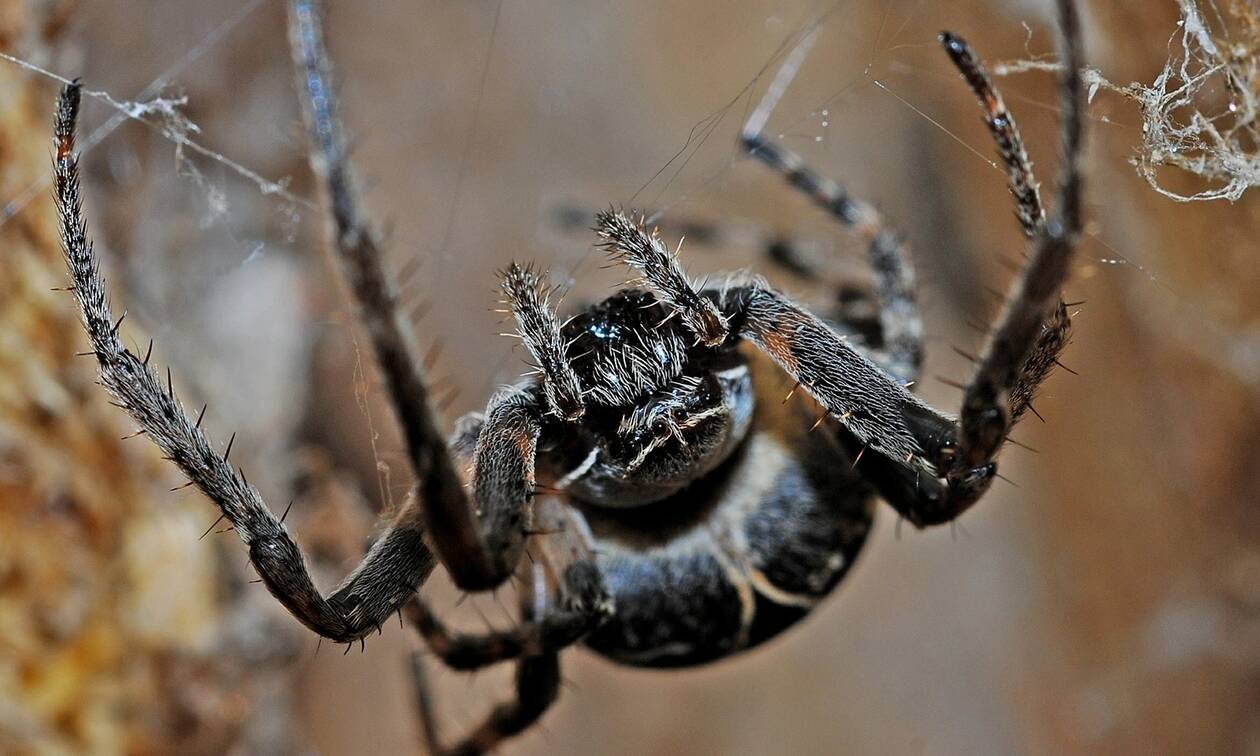 Συναγερμός στην Πάτρα για τη μαύρη αράχνη: Βρέφος στη ΜΕΘ μετά από τσίμπημα