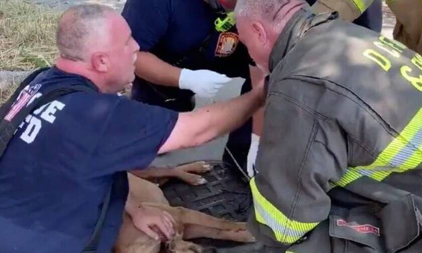 Βίντεο: Ήρωες πυροσβέστες κάνουν τεχνητή αναπνοή σε… σκύλο