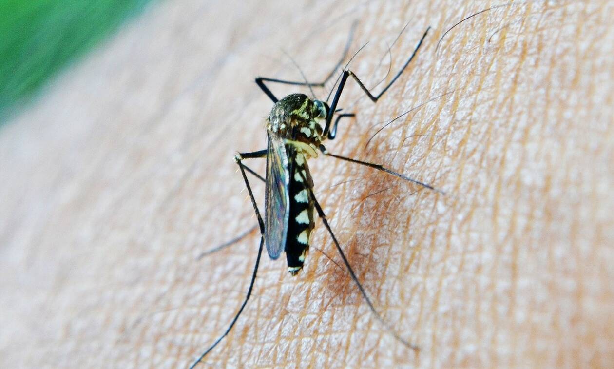 Ιός Δυτικού Νείλου: Ιατρικός Σύλλογος Αθηνών – Μέτρα προστασίας από τα κουνούπια 