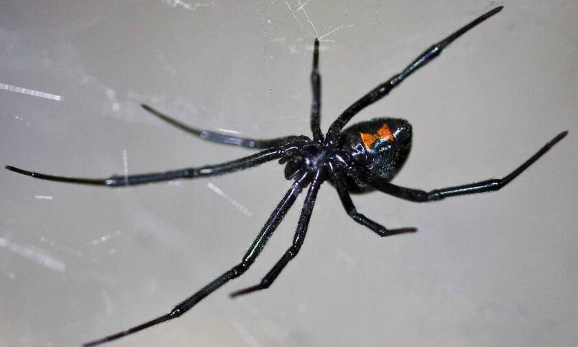Μαύρη αράχνη: Αγωνία για το βρέφος – Τι λέει η γυναίκα που τσιμπήθηκε