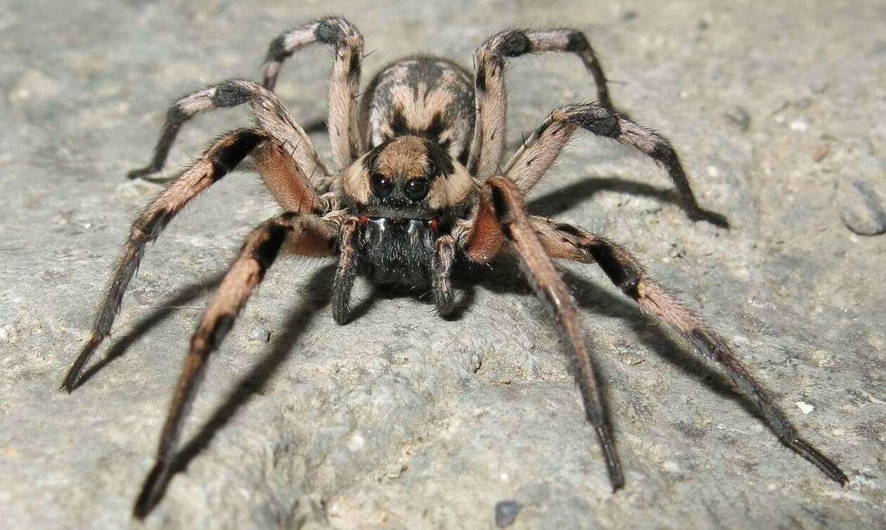Αυτές είναι οι δηλητηριώδεις αράχνες στην Ελλάδα