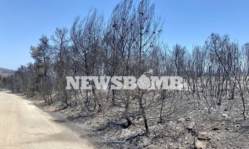 Αυτοψία Newsbomb.gr - Φωτιά Κεχριές: Αποκαρδιωτικές εικόνες από την καταστροφική πυρκαγιά