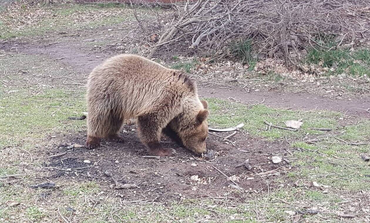 Καστοριά: Περιπέτεια για μικρό αρκουδάκι που εγκλωβίστηκε σε αγροικία