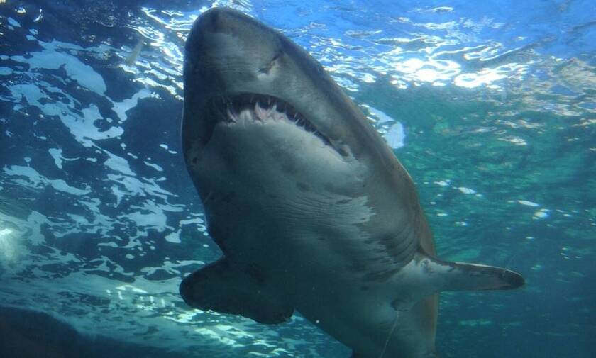 Καρχαρίας κατασπάραξε κολυμβήτρια (pics)
