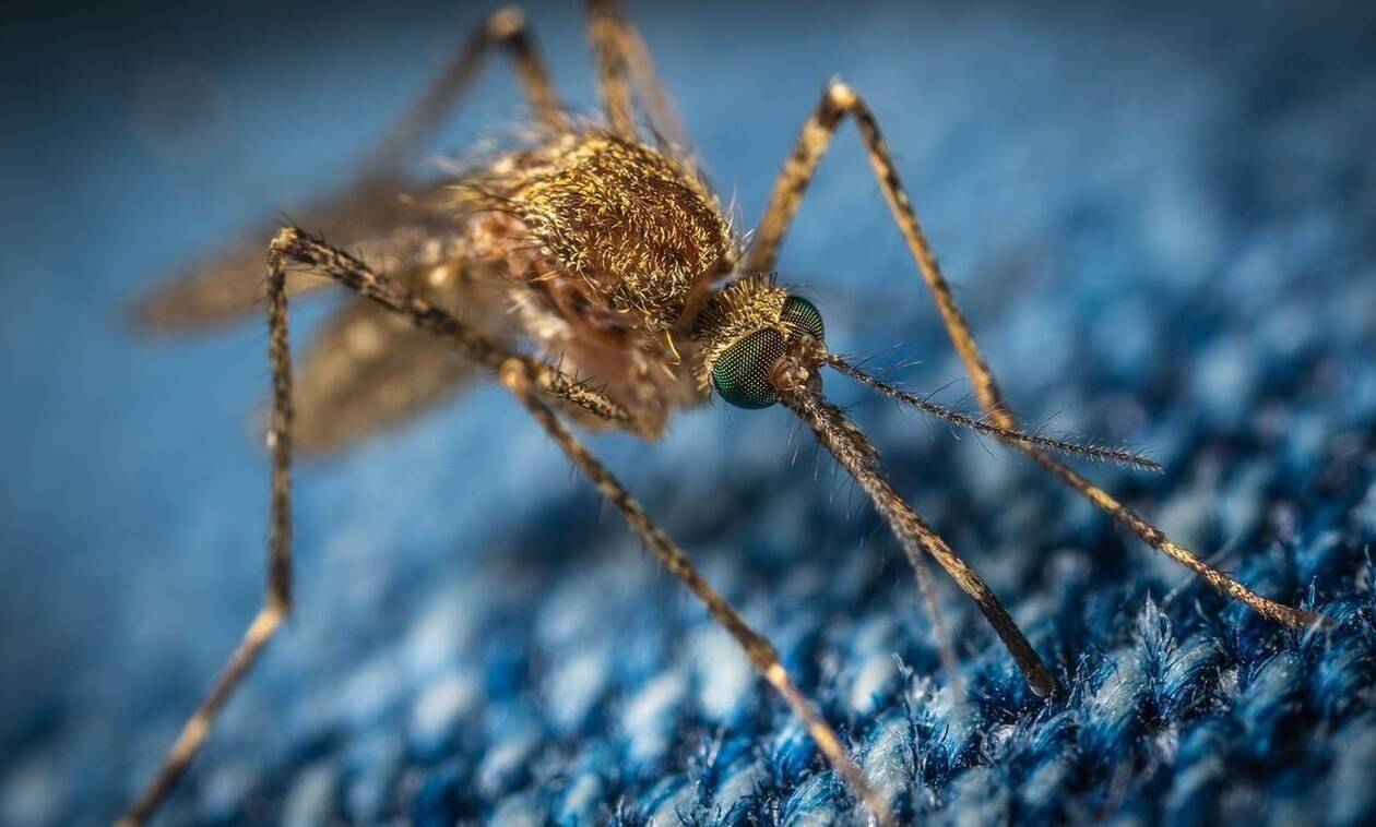 Ανησυχία στην Κρήτη για το επικίνδυνο κουνούπι - «τίγρης»