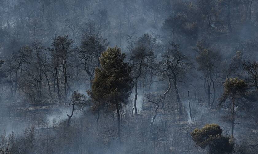 Ελλάδα: 51 δασικές πυρκαγιές εκδηλώθηκαν το τελευταίο 24ωρο 
