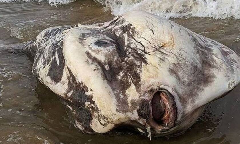 Η θάλασσα ξέβρασε ένα... τέρας - Δείτε ένα από τα σπανιότερα πλάσματα του πλανήτη