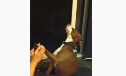 Viral: Σκύλος... λιποθυμάει για να μην του κόψουν τα νύχια