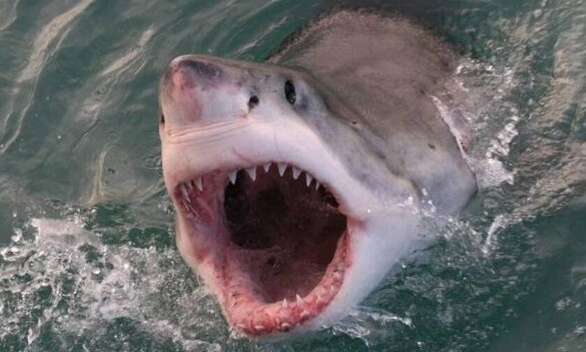 Αυτός είναι ο πιο λυσσασμένος καρχαρίας όλων των εποχών! (vid)  