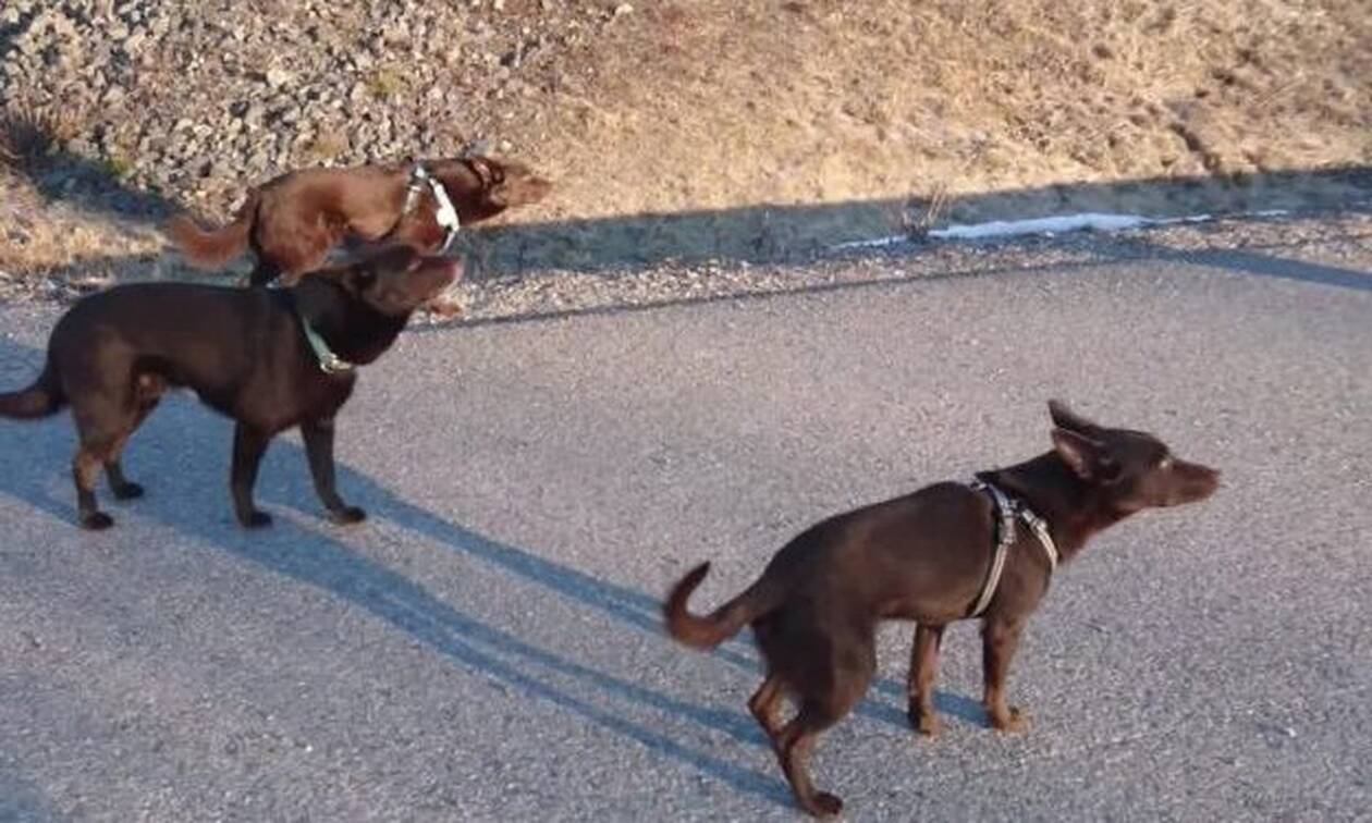 Δεν ξανάγινε: Tα 3 σκυλιά στέκονται «τσολιάδες» μπροστά στο αφεντικό τους!