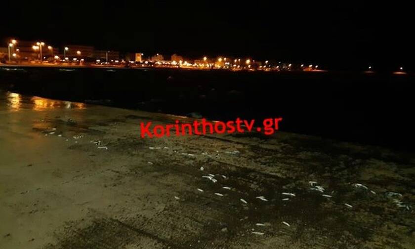 Συγκλονιστικές εικόνες στην Κόρινθο: Παραλία γέμισε με νεκρά ψάρια