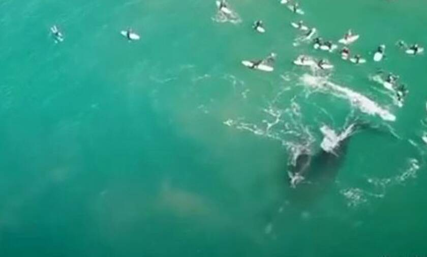 Η στιγμή που γιγάντια φάλαινα επιτίθεται σε κολυμβητές! 