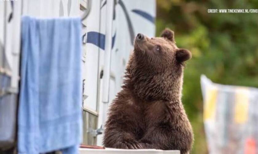 Βίντεο: Βγήκαν στην αυλή τους και είδαν την πεινασμένη αρκούδα να… αράζει!