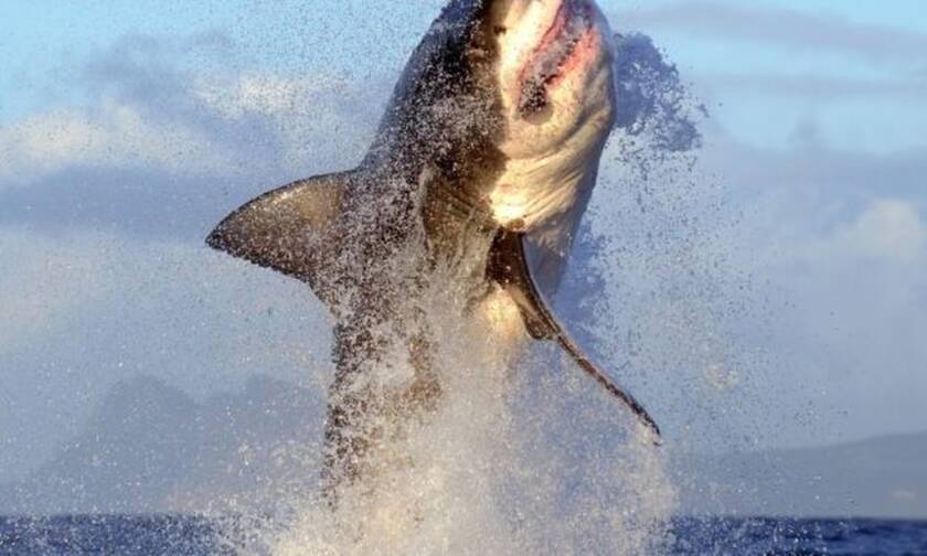 Βίντεο: «Δαιμονισμένος» καρχαρίας πηδάει 2 μέτρα πάνω από το νερό!