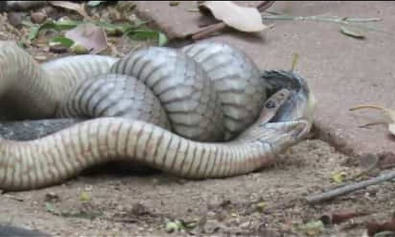 Βίντεο - Μάχη θανάτου: Δηλητηριώδη φίδια «τρώνε» το ένα το άλλο!