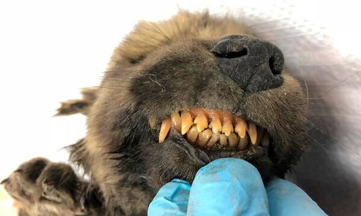 Δέος: Βρέθηκε κατεψυγμένο προϊστορικό κουτάβι - Δείτε τι βρήκαν στα δόντια του 
