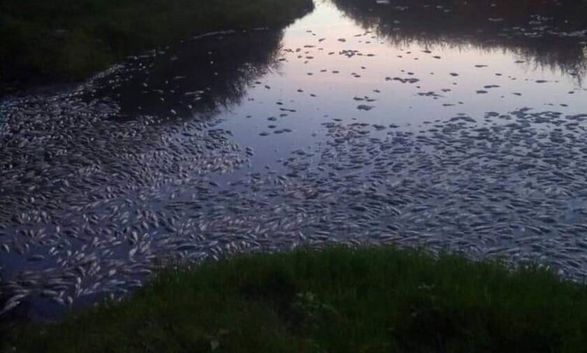 Θράκη: Γέμισε με νεκρά ψάρια το ποτάμι - Ανατριχιαστικές εικόνες