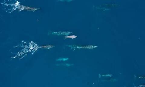 Θεολόγος Φθιώτιδας: Το καταφύγιο για τα δελφίνια του Ευβοϊκού (vid)