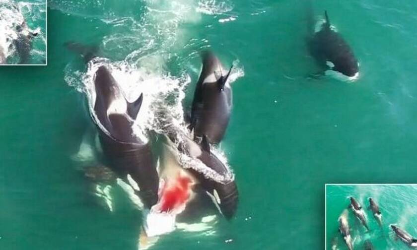 Φάλαινες κατασπαράζουν ζωντανή άλλη φάλαινα! (video)