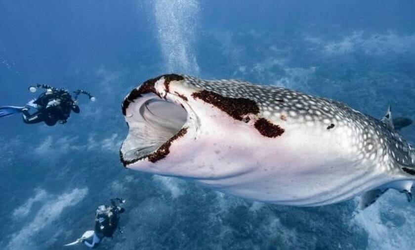 Δέος: Κολύμπησαν δίπλα στον μεγαλύτερο καρχαρία του πλανήτη!