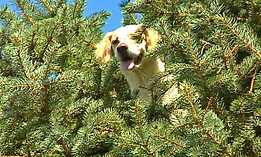 Τι κάνει αυτός ο σκύλος πάνω στο δέντρο; Δεν πάει ο νους σας…