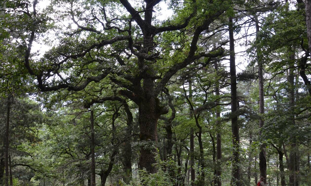 Έξι ιερά δάση της Ηπείρου «αφηγούνται» τις ιστορίες τους