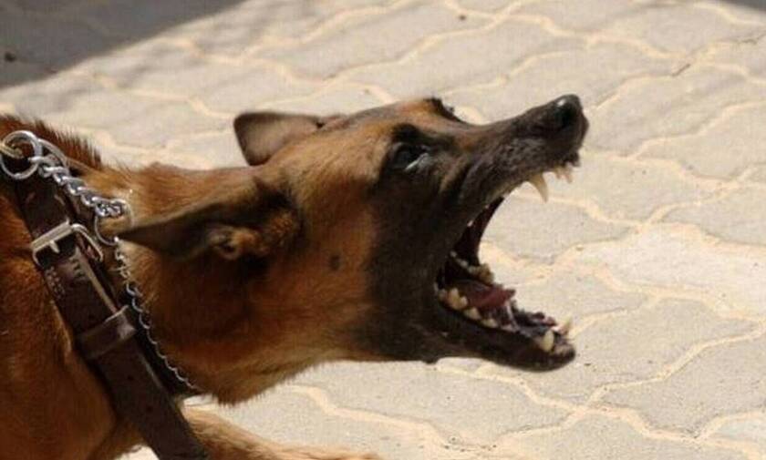Τρόμος στη Λαμία - Σκύλος επιτέθηκε σε ντελιβερά