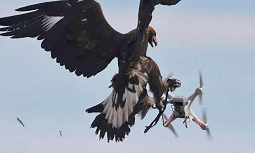 Γεράκι τσακίζει drone! Δείτε τοv video