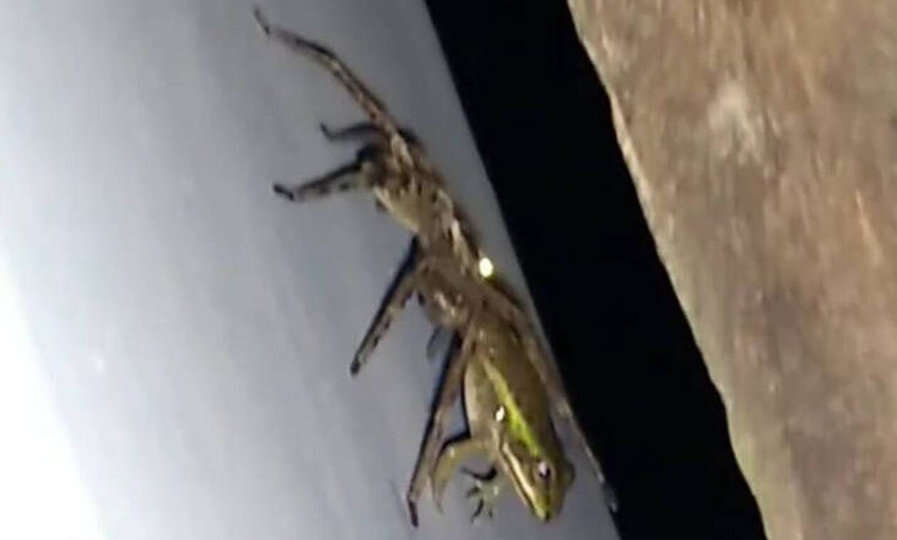 Απίστευτο video: Αράχνη καταβροχθίζει βάτραχο