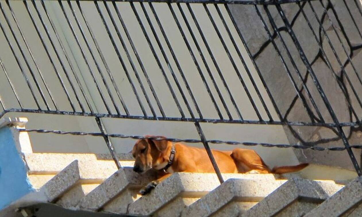 Κτηνωδία στα Χανιά: Έκοψε τους όρχεις σκύλου και τον κρέμασε