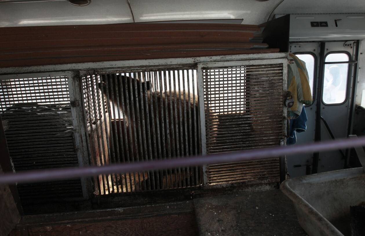 Ρωσία: Επίθεση αρκούδας σε υπάλληλο τσίρκου, κατέληξε στο νοσοκομείο!