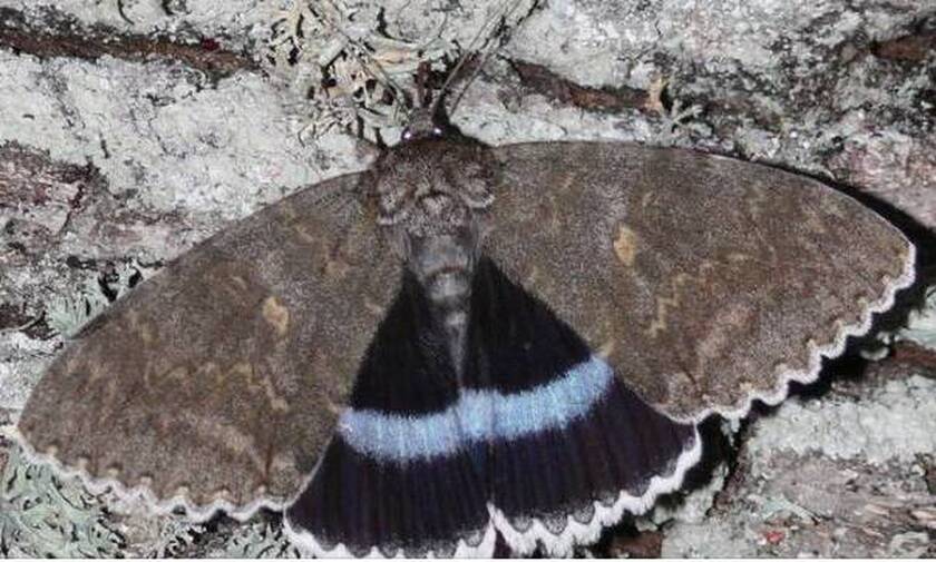 Ρωσία: Στο Τσερνόμπιλ ανακάλυψαν πεταλούδα σε μέγεθος πουλιού (pics)