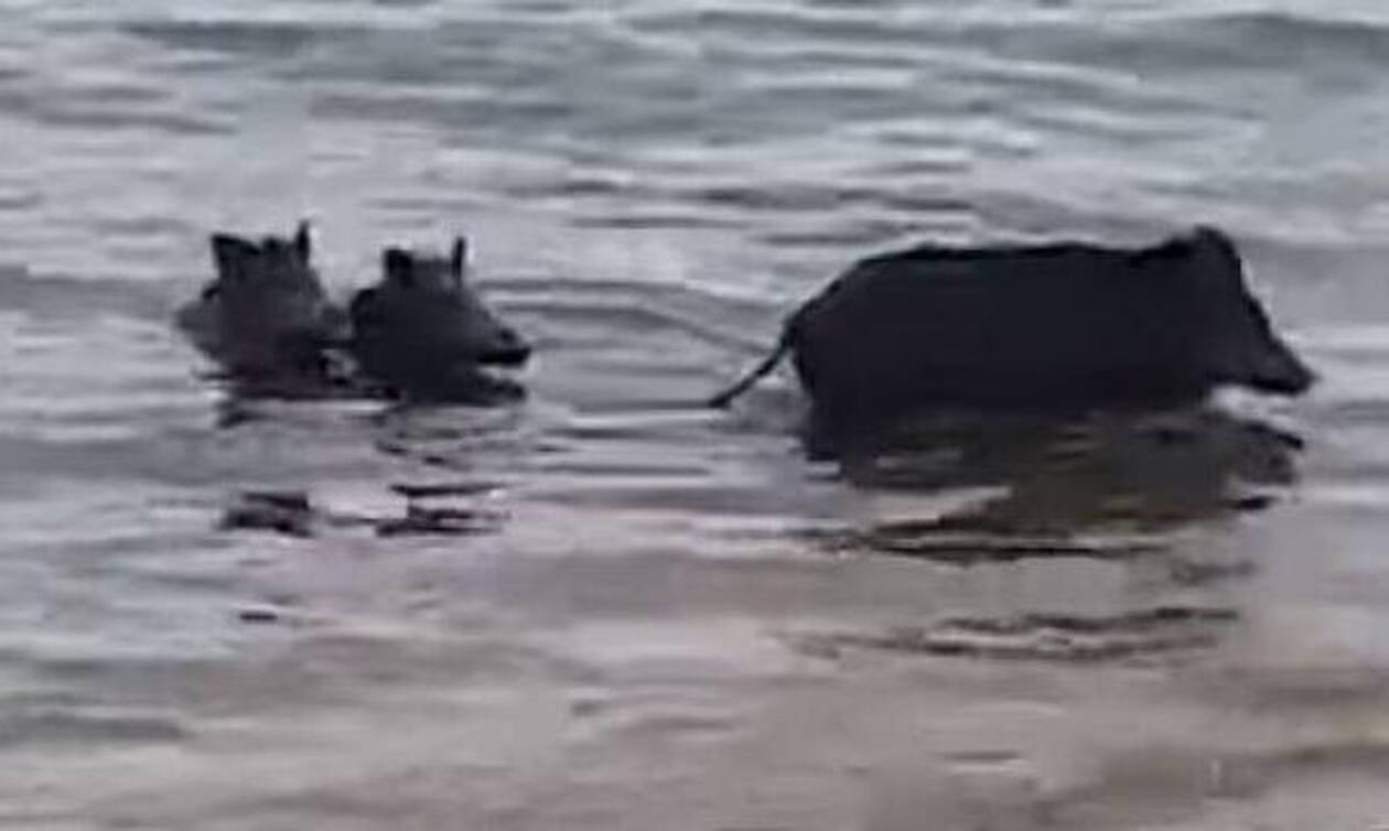 Αιδηψός: Αγριογούρουνα κάνουν μπάνιο στη θάλασσα (vid)