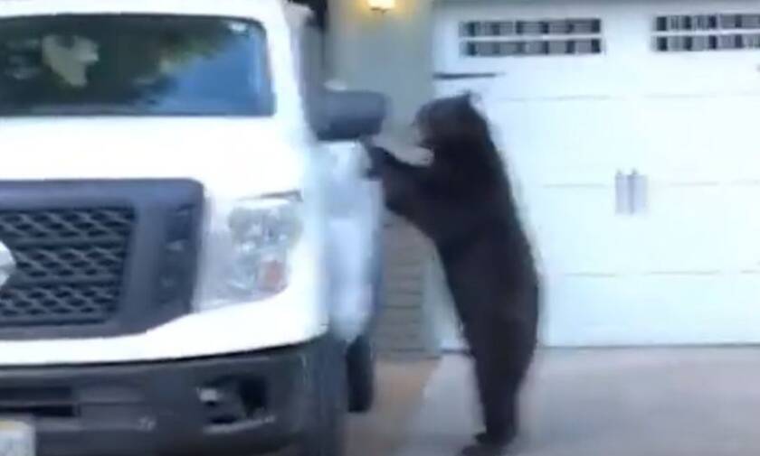 Έπος: Αρκούδα… κλέβει αυτοκίνητο - Έκατσε... κυρία στη θέση του οδηγού! (pics+vids)