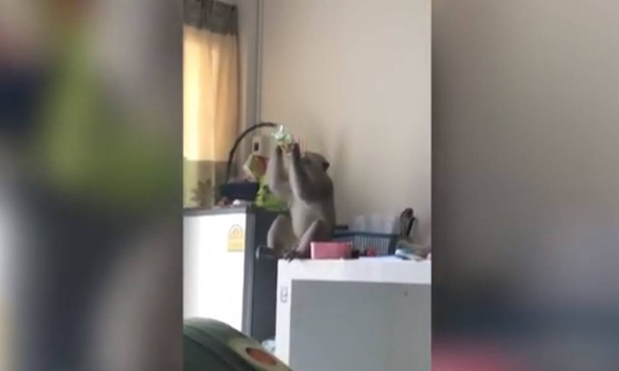 Άτακτη μαϊμού έκανε... επιδρομή στην κουζίνα! (vid+pics)
