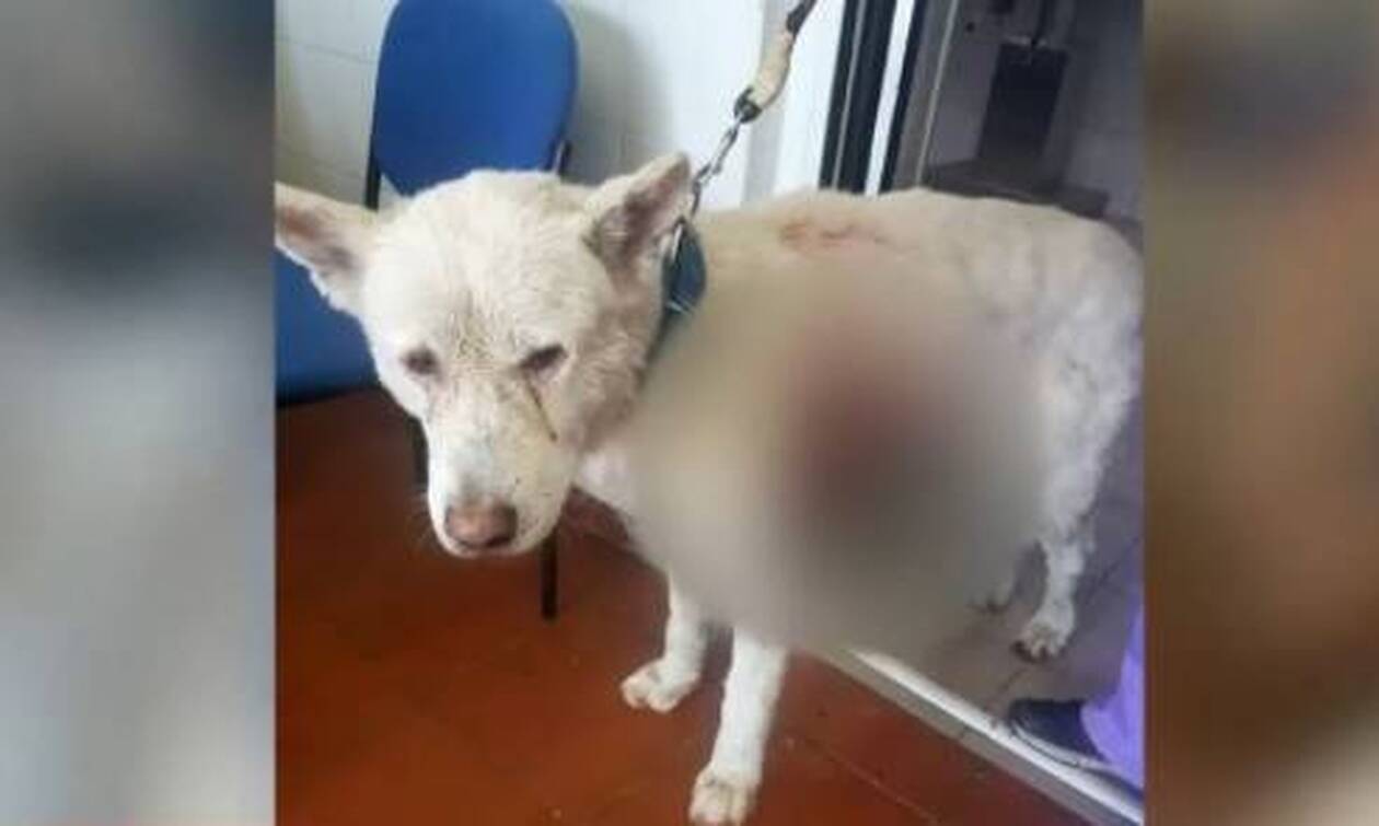 Κτηνωδία στη Νίκαια: Δύο συλλήψεις για την άγρια κακοποίηση του σκύλου