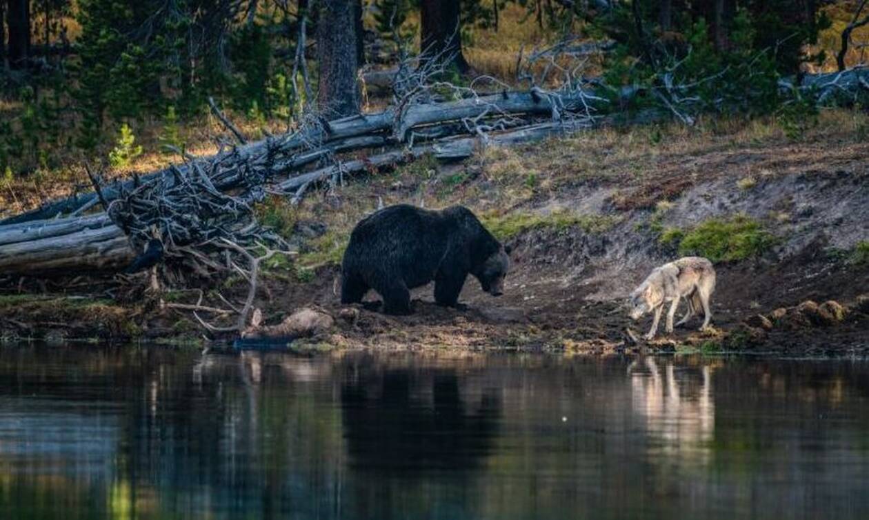 Επική μάχη αρκούδας με λύκο για το φαγητό! (vid)