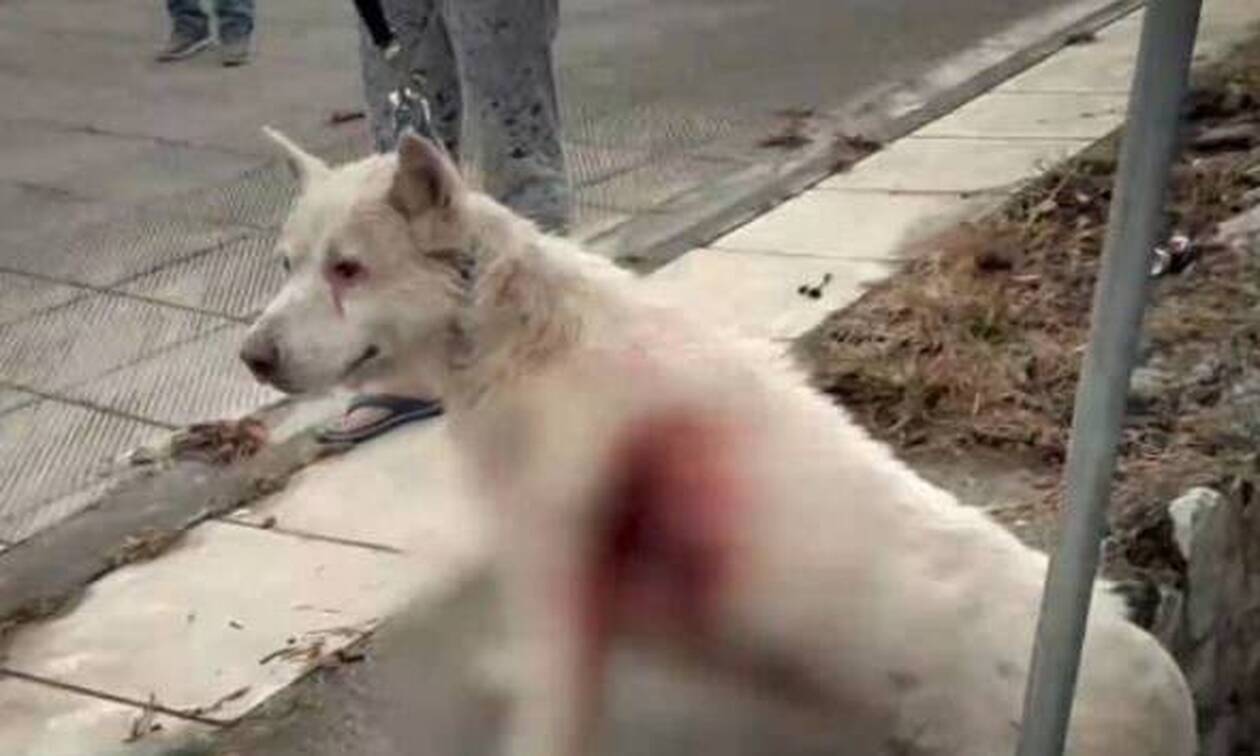 Νίκαια: Αμετανόητος ο 54χρονος που μαχαίρωσε τον σκύλο - Τι ισχυρίζεται