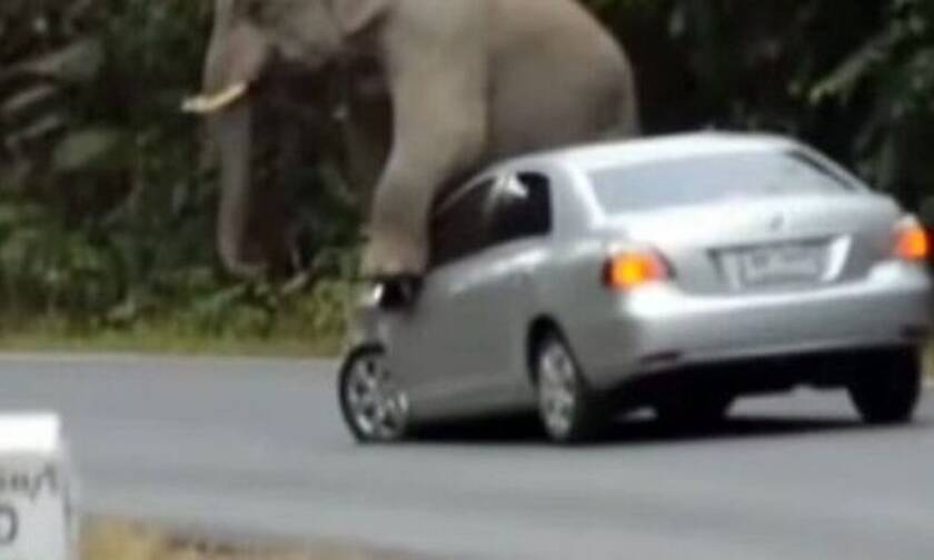 Εξαγριωμένοι ελέφαντες παίρνουν σβάρνα αυτοκίνητα