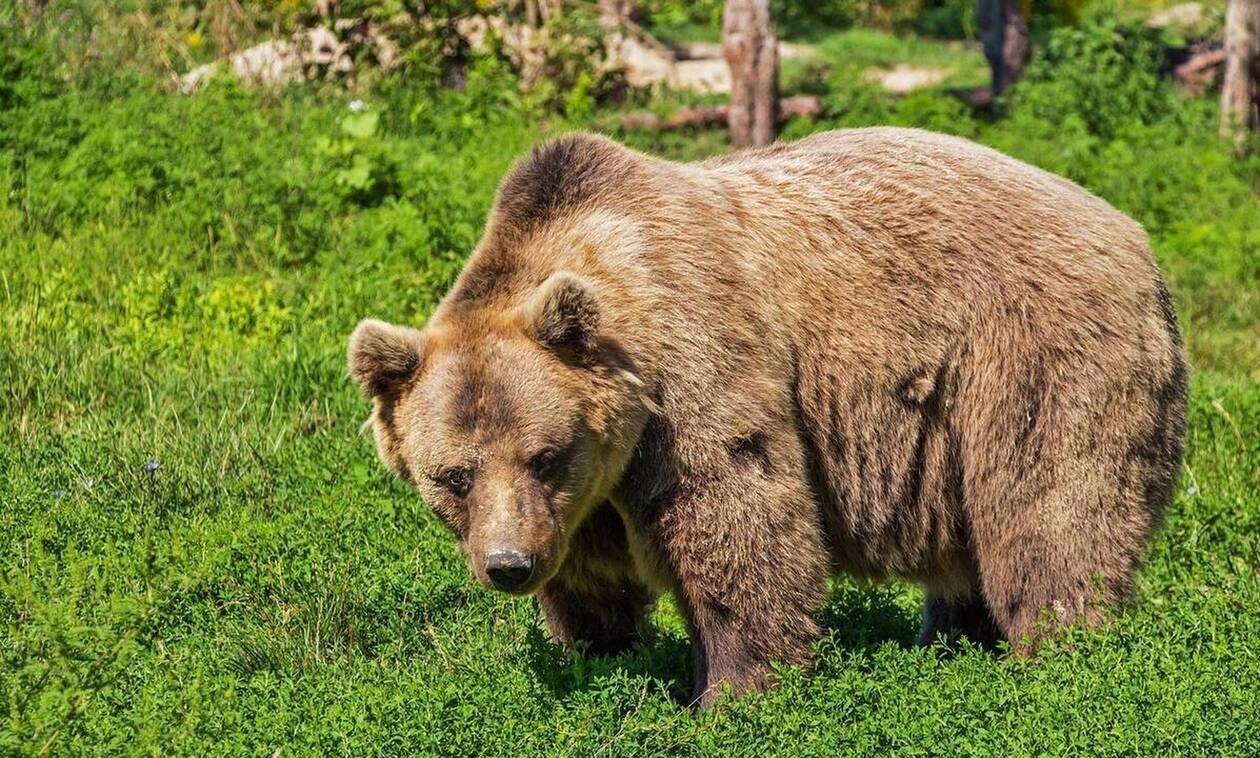 Αρκούδα κατασπάραξε εργαζόμενο ζωολογικού κήπου (vid)