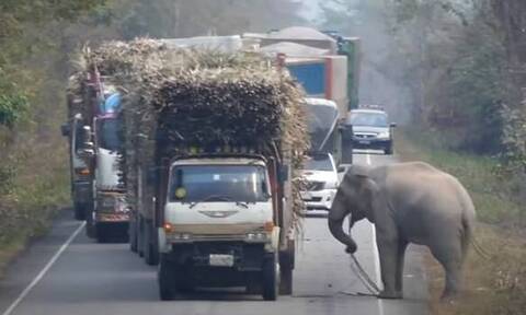 Απίθανος ελέφαντας-τροχονόμος: Σταματάει φορτηγά για να κλέψει φαγητό!