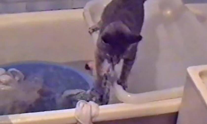 Απίθανη γατούλα βοηθάει στο πλύσιμο ρούχων! 