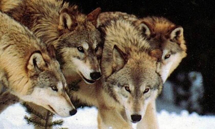 Δείτε τους «ραδιενεργούς» λύκους του Τσέρνομπιλ!