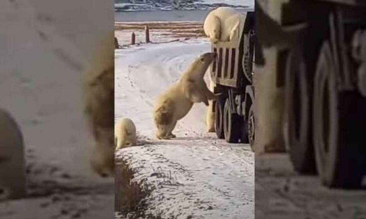 Πεινασμένες αρκούδες κάνουν «ντου» σε σκουπιδιάρικο! (video)