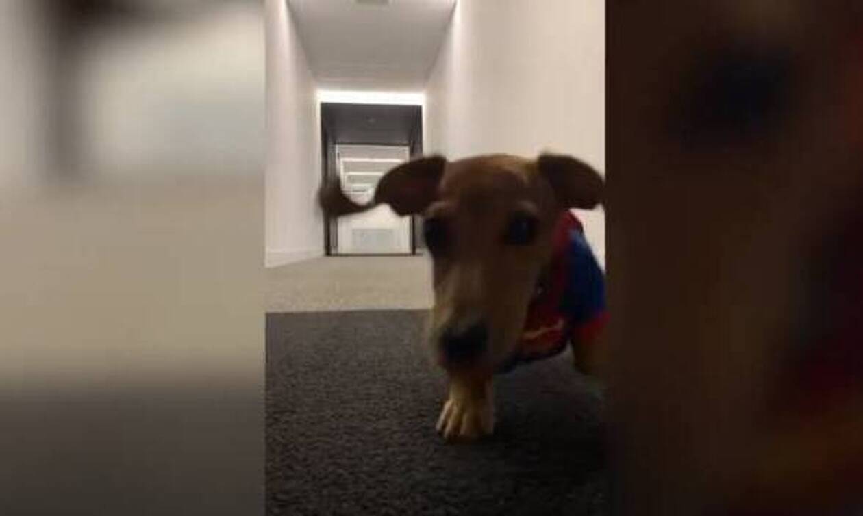 Αξιολάτρευτος σκύλος... Σούπερμαν τρέχει σαν αστραπή! (video)