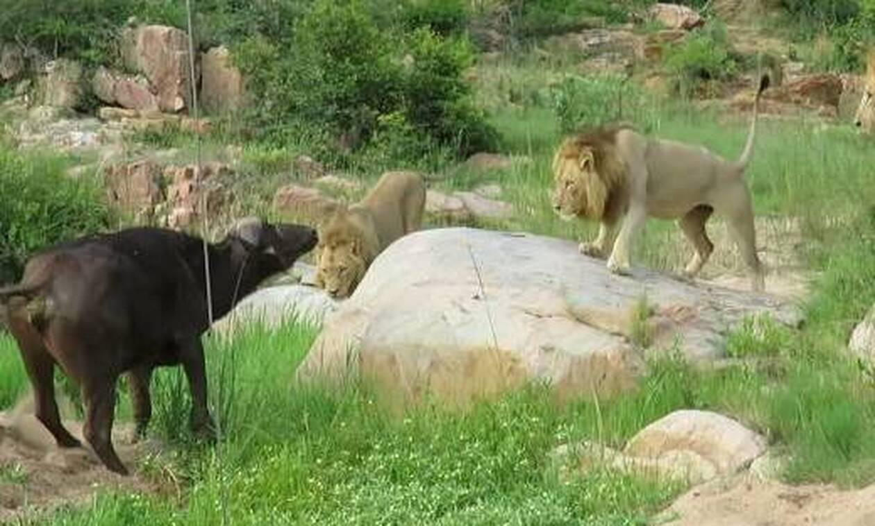 Λιοντάρια κατασπαράζουν βουβάλι – Σκληρές εικόνες (video)