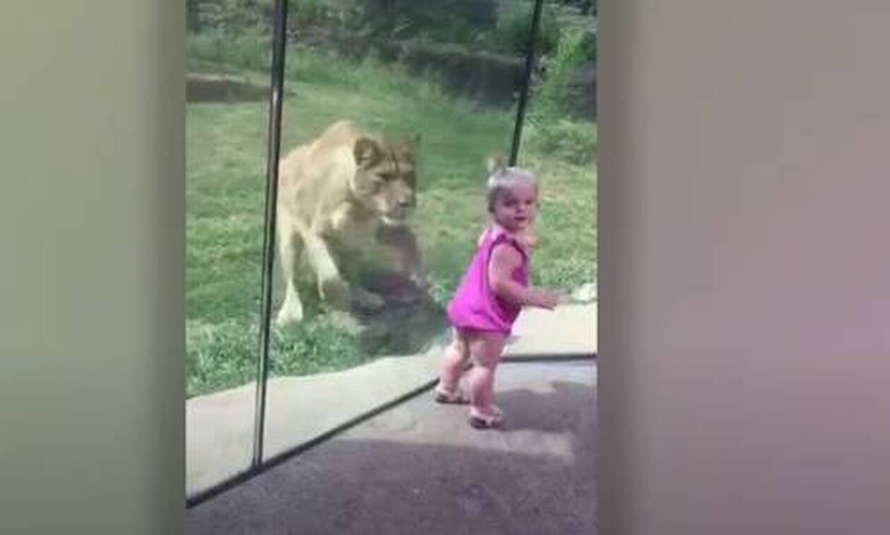 Λιοντάρι ορμάει σε κοριτσάκι, αλλά «τρώει» τα μούτρα του! (video)